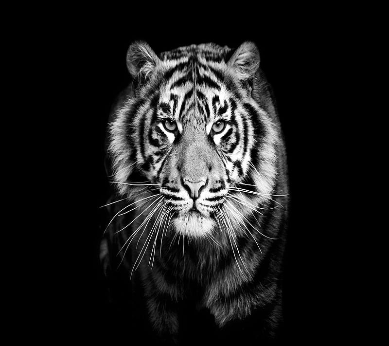 White Tiger, HD wallpaper