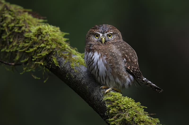 Owl, ornithology, nature, bird, HD wallpaper