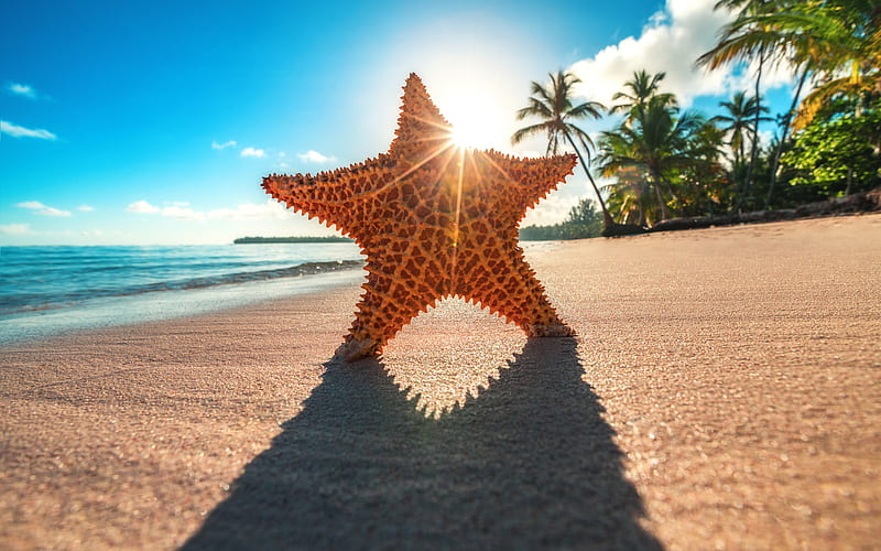 starfish, beach, coast, summer, tropics, sea, bright sun, HD wallpaper