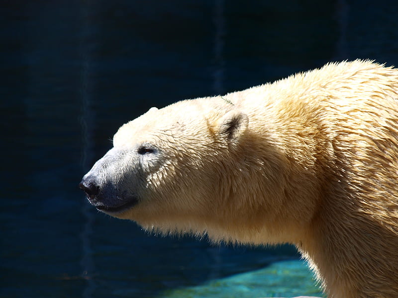 Inquisitive Polar Bear, bear, white, head, polar bear, HD wallpaper