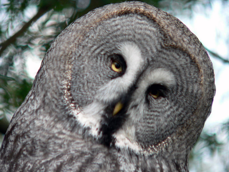 Great Grey Owl, owl, birds, raptor, animals, HD wallpaper