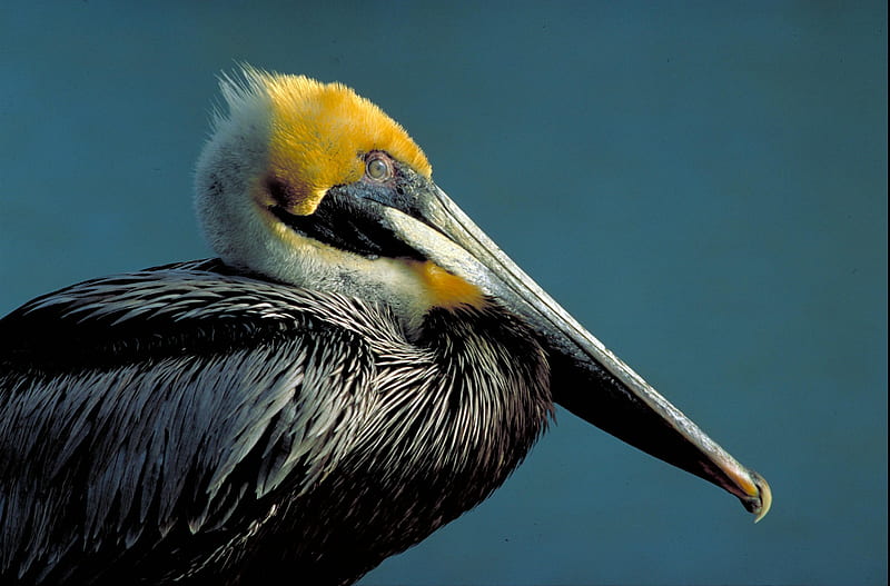 Brown Pelican (for Jerry), graph, pelican, brown, eye, yellow, animal, bird beak, nature, colours, HD wallpaper