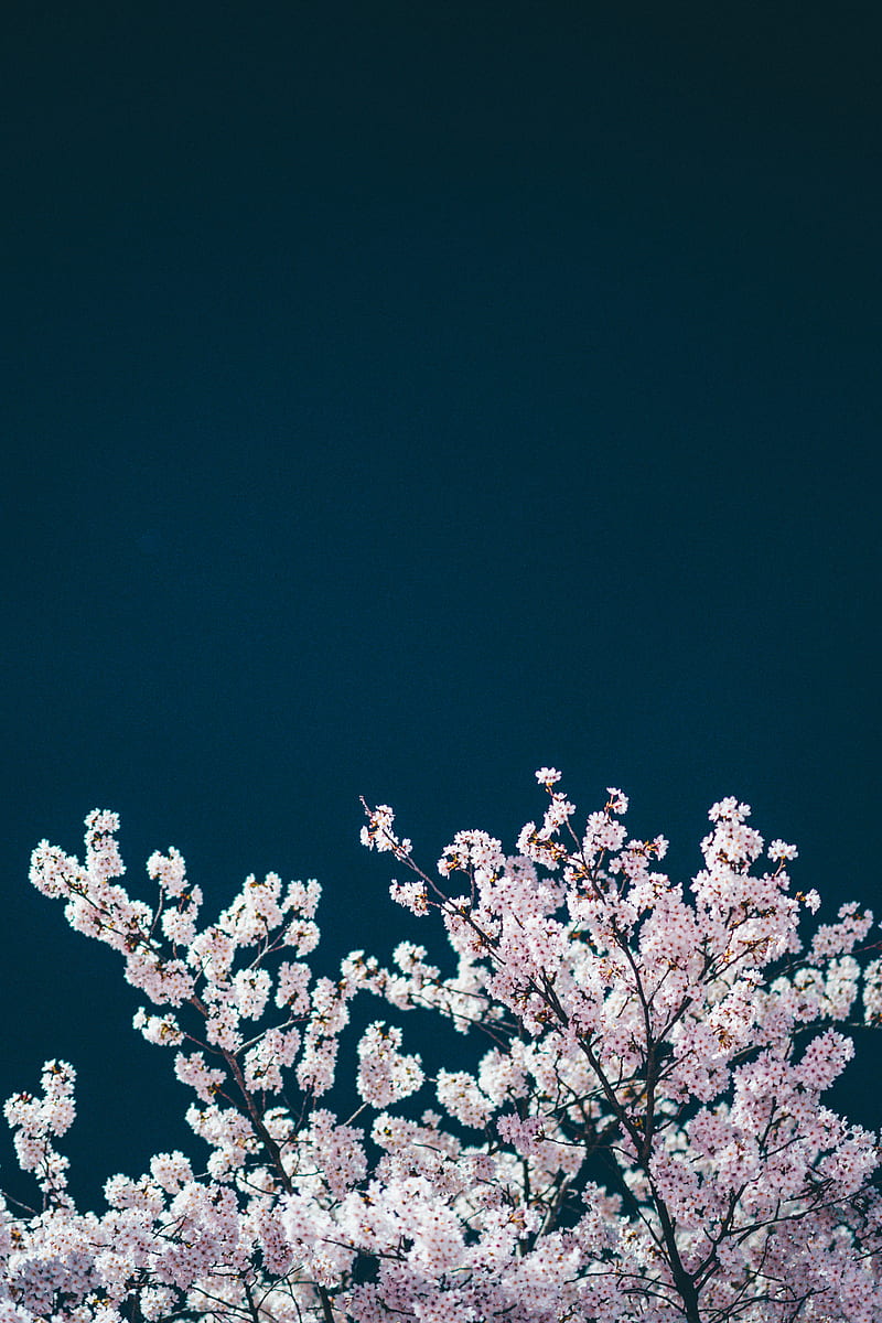 white cherry blossom tree during night time, HD phone wallpaper
