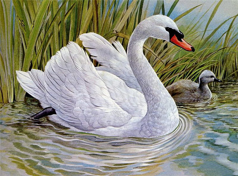 Swim with Mum, young, water, white, swan, HD wallpaper