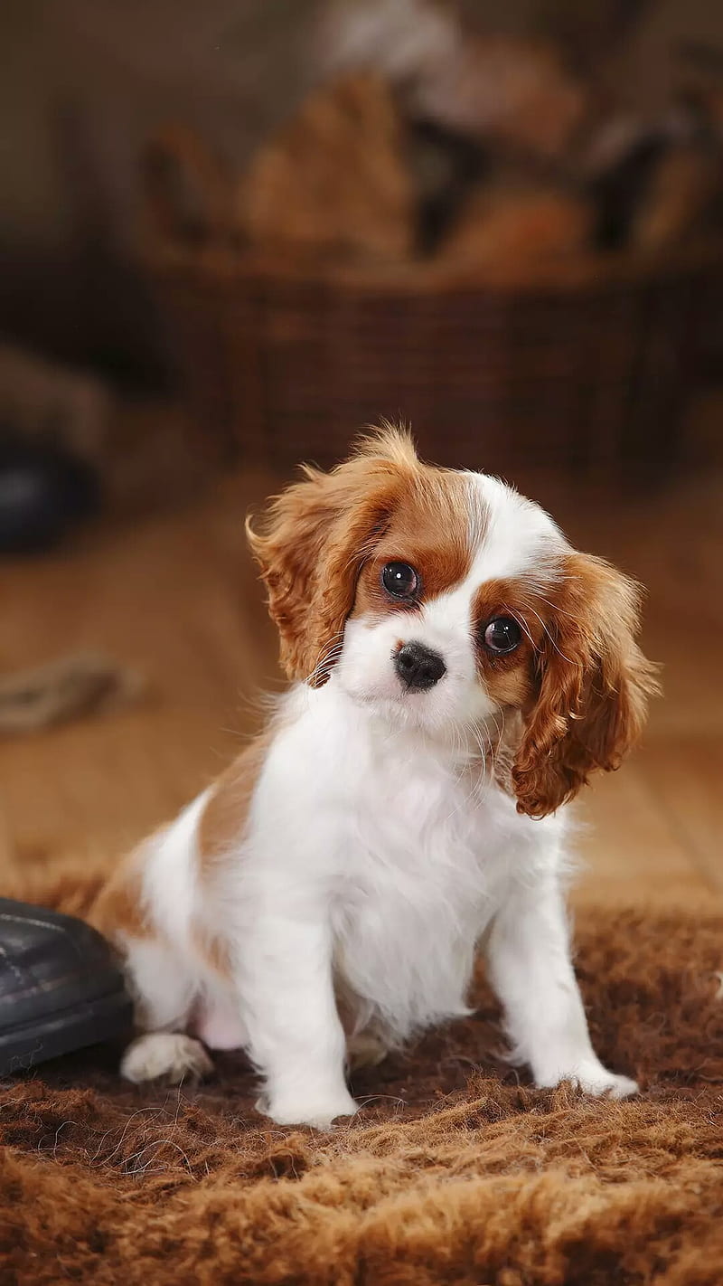 Cute Dog, barking, crush, cup, dogs, hair, love, puppy, yellow, HD phone wallpaper