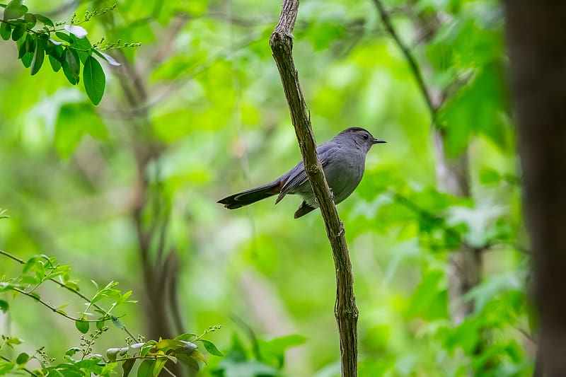 mockingbird, bird, branch, leaves, blur, wildlife, HD wallpaper