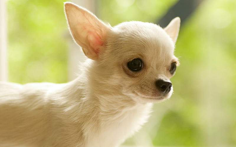 My name is Sacha, sweet, animal, puppy, dog, HD wallpaper