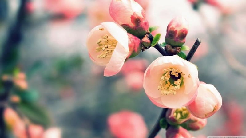 Welcome spring!, cherry flower, spring, abstract, softness, graphy, blossom, macro, close-up, flowers, nature, petals, cherry, HD wallpaper