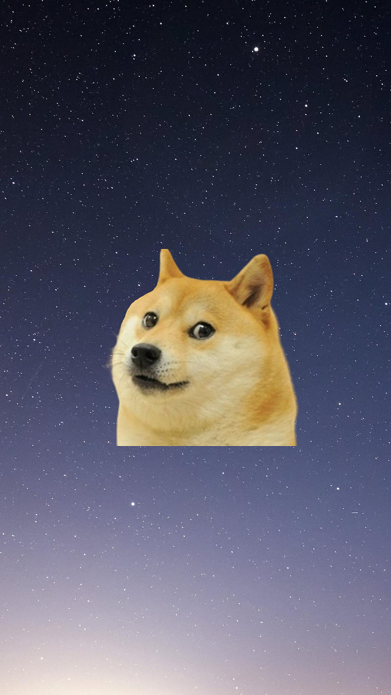 Meme perro, 1907123, perro, meme, espacio, Fondo de pantalla de teléfono HD  | Peakpx