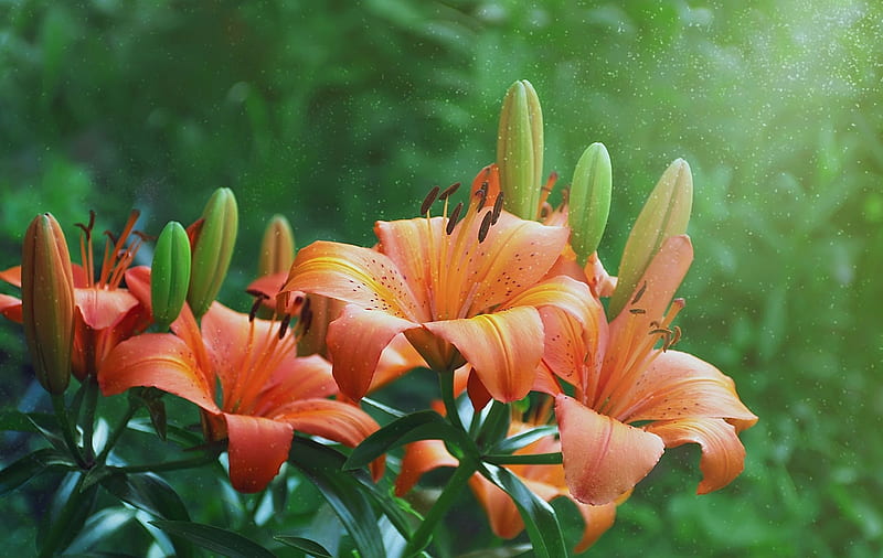 Beautiful Flowers, Lilies, Close up, Buds, Nature, HD wallpaper