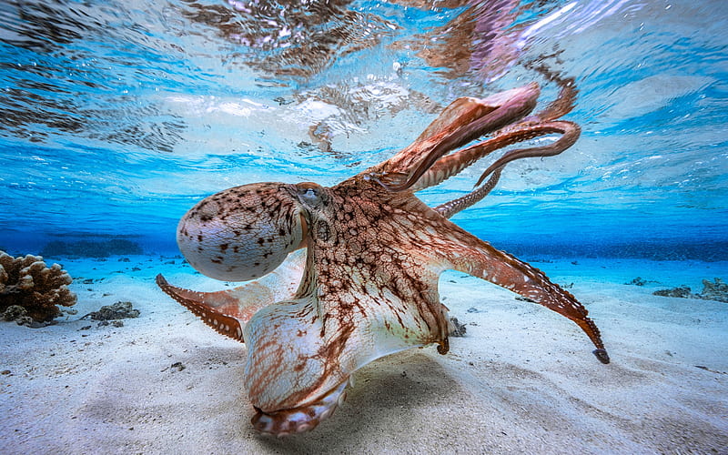 Octopus, underwater world, bottom, sand, blue water, sea animals,  shellfish, HD wallpaper | Peakpx