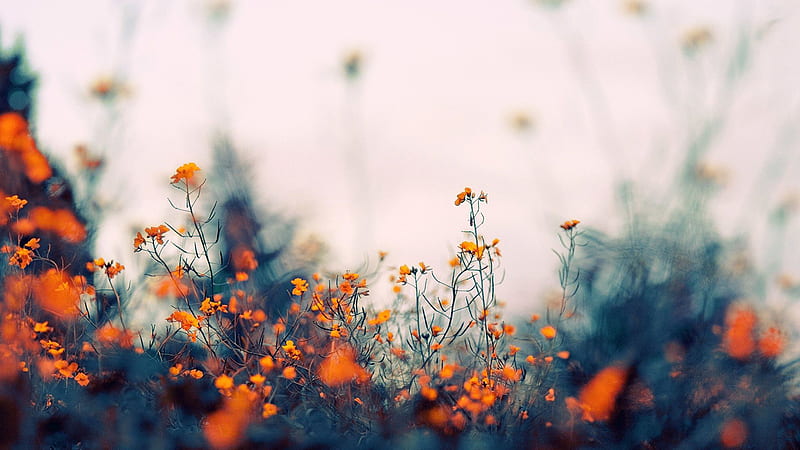 Orange Little Flowers In Blur Background Indie, HD wallpaper