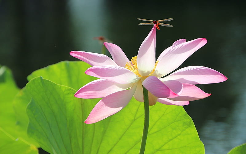 Lotus and Dragonfly, dragonfly, flower, lotus, pink, leaf, HD wallpaper