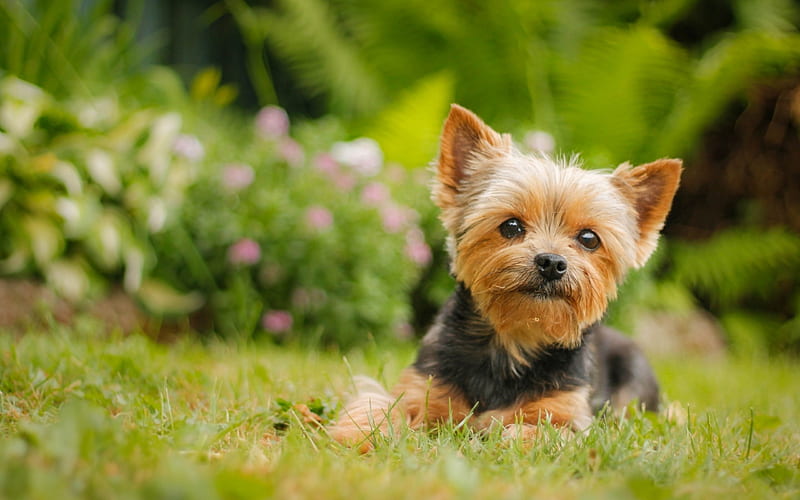 Yorkie, bokeh, lawn, Yorkshire Terrier, green grass, cute animals, pets, dogs, Yorkshire Terrier Dog, HD wallpaper