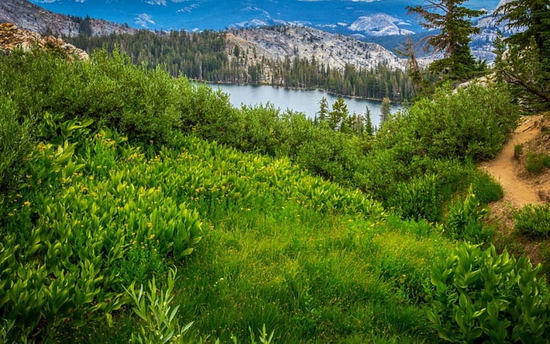 Yosemite National Park, Yosemite, tree, cloud, nature, Park, National, sky, HD wallpaper