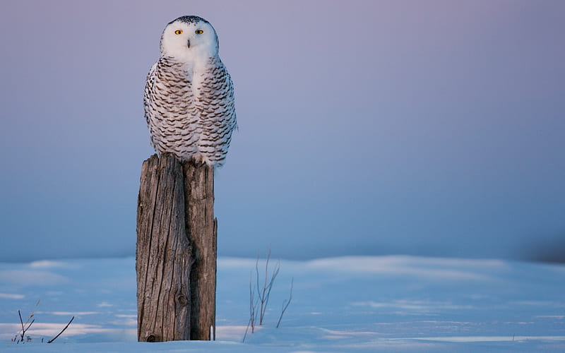 Canada live in the barrier pillar of the Snowy Owl, HD wallpaper