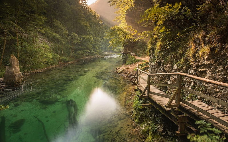 reserve, forest, river, slovenia, HD wallpaper