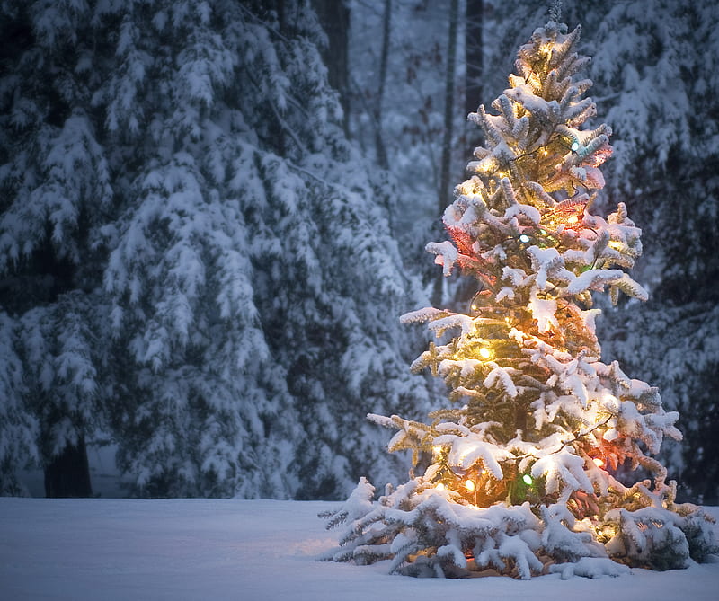 Lit Tree In Snow, christmas, lights, snow, tree, HD wallpaper | Peakpx