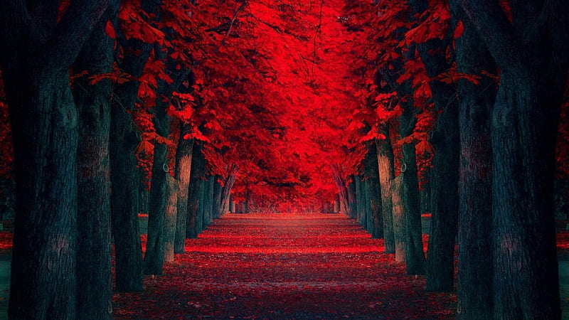 rows of red trees, forest, red, leaves, rows, HD wallpaper