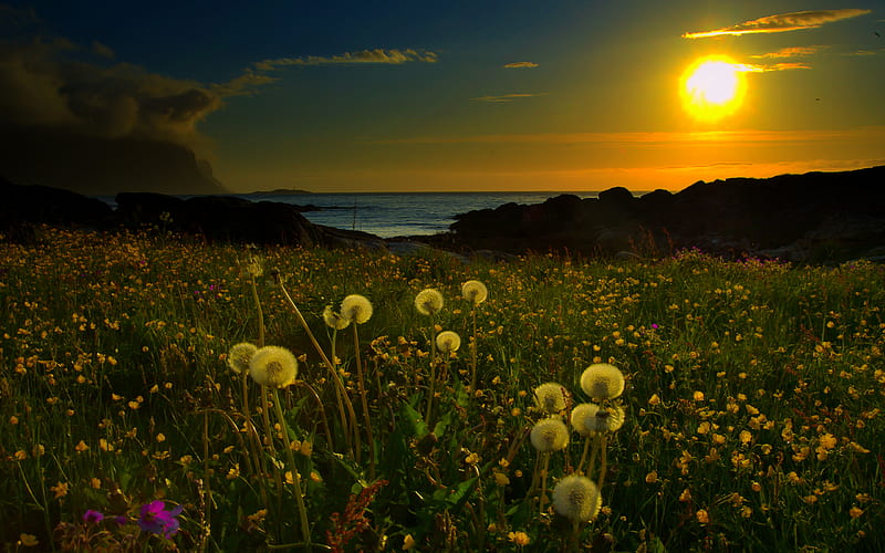Splendor, rocks, oceans, pretty, sun, grass, dandelions, sunset, clouds, beach, calm, grasses, wildflowers, flowers, beauty, sunrise, evening, spring time, lovely, ocean, sky, water, serenity, beaches, rays, landscape, field, colorful, bonito, sea, dandelion, green, fields, light, amazing, view, sunlight, place, colors, spring, peace, lake, plants, peaceful, nature, field of flowers, meadow, HD wallpaper