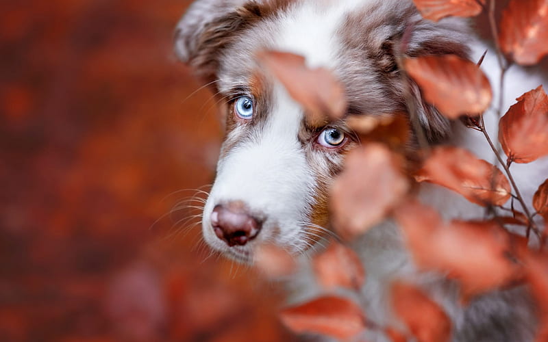 Australian Shepherd, little puppy, blue eyes, pets, cute animals, autumn, red listia, white puppy, aussie, HD wallpaper