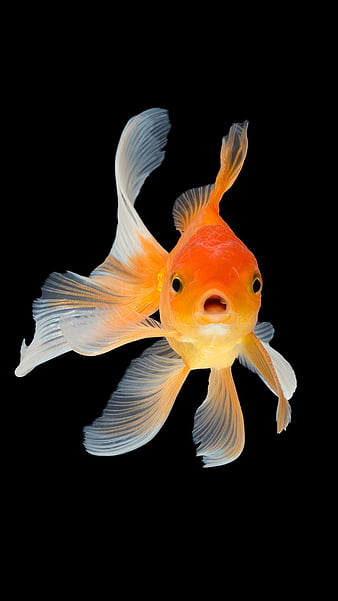 Golden Fish in the Aquarium Wallpaper - Fish Wallpaper for iPhone