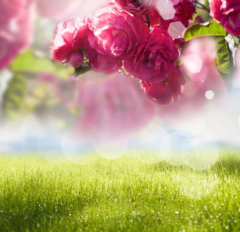 Roses, green, grass, flowers, nature, sunshine, drops, HD wallpaper