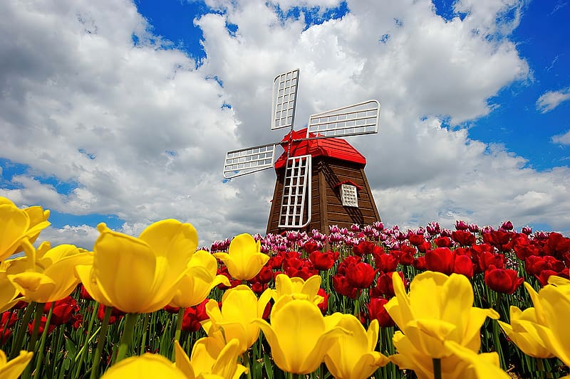 Wooden windmill surrounded by tulips, colorful, wooden, windmill, beautiful, spring, tulips, Netherland, field, clouds, sky, flowers, Holland, HD wallpaper