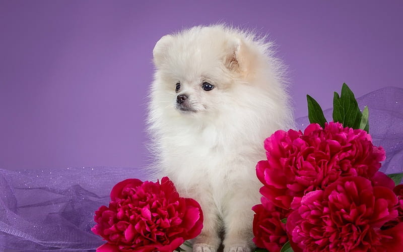Puppy, red, fluffy, animal, peony, purple, flower, spitz, white, pink, dog, HD wallpaper