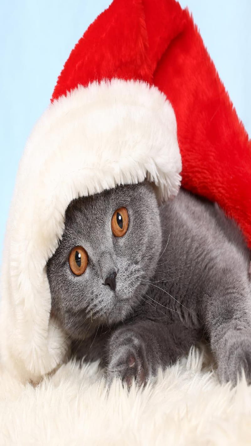X-mas cat, cat, christmas, christmas cat, cute cat, xmas, HD phone wallpaper