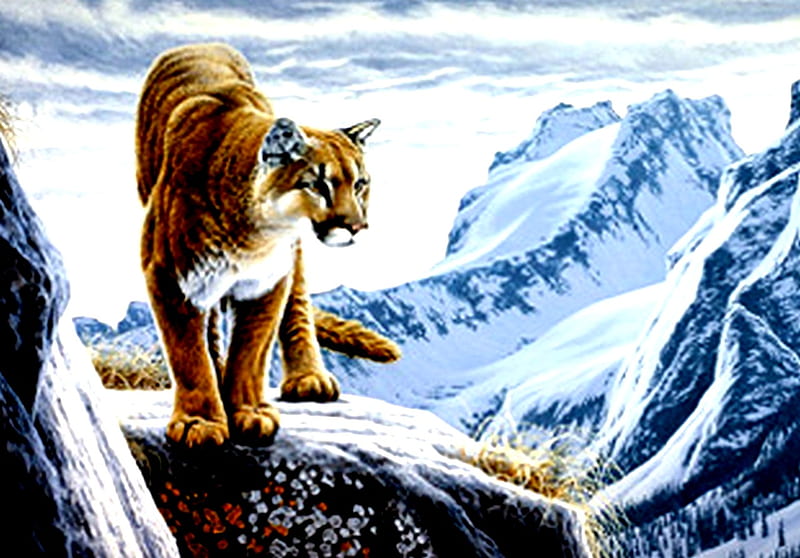 MOUNTAIN LION, cougar, snow, mountains, HD wallpaper
