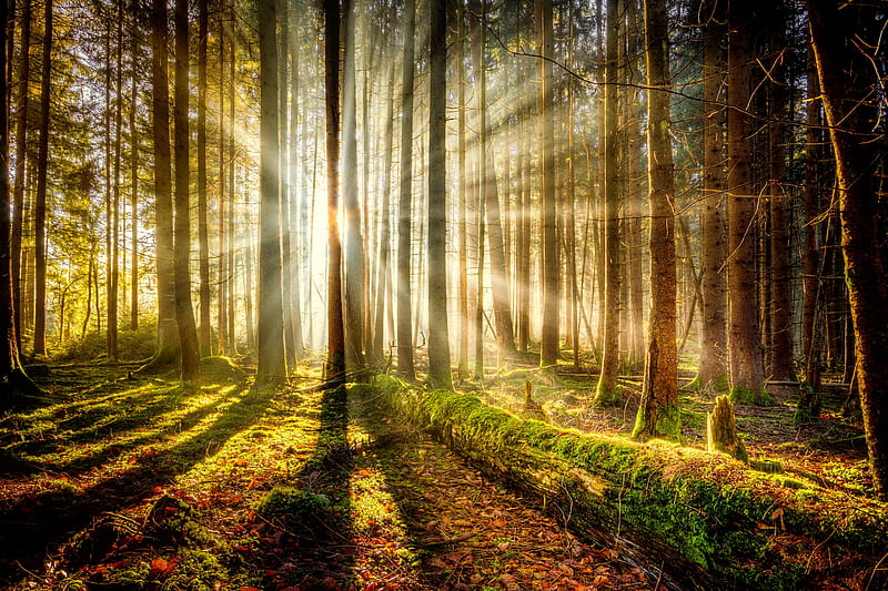 Forest sunlight, forest, glow, sunlight, bonito, trees, rays, summer, sunshine, morning, HD wallpaper