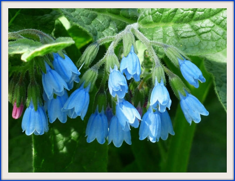 PRICKLY COMFREY, NATURE, PRETTY, FLOWERS, HD wallpaper