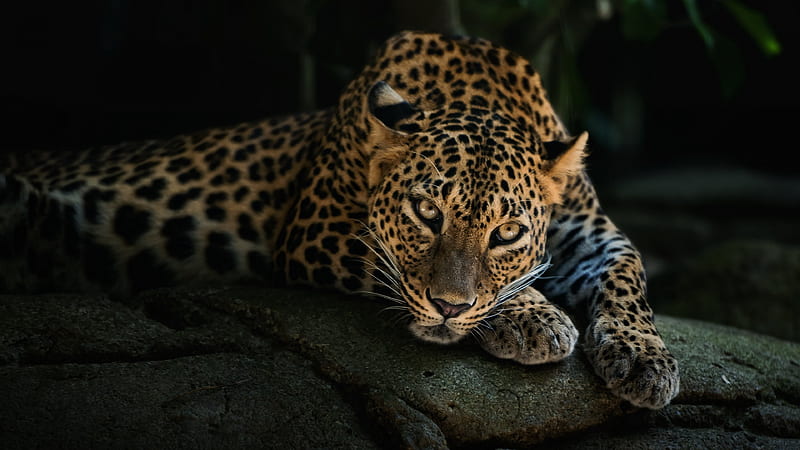 Leopard, leopards, tiger, HD wallpaper