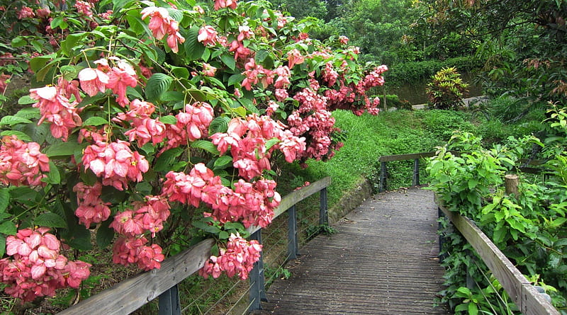 Trail, hikikg, flowers, bonito, Wooden plank road, HD wallpaper