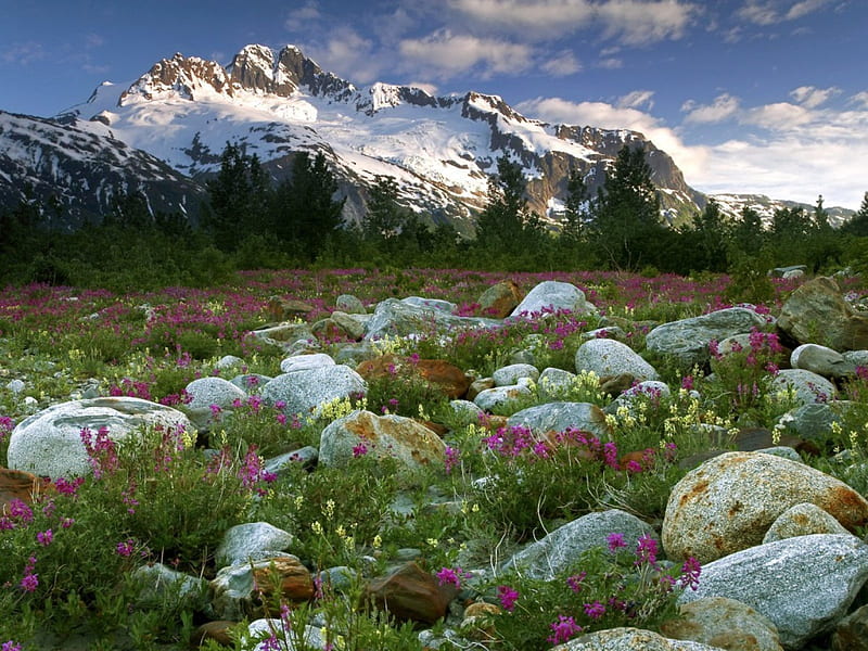 Flowers in the meadow, mountain, rocks, stones, flowers, nature, meadow, HD wallpaper