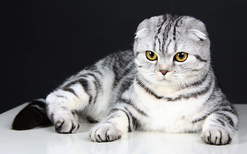 Scottish Fold, cats, kitten, pets, cute animals, Scottish Fold Cat, HD wallpaper