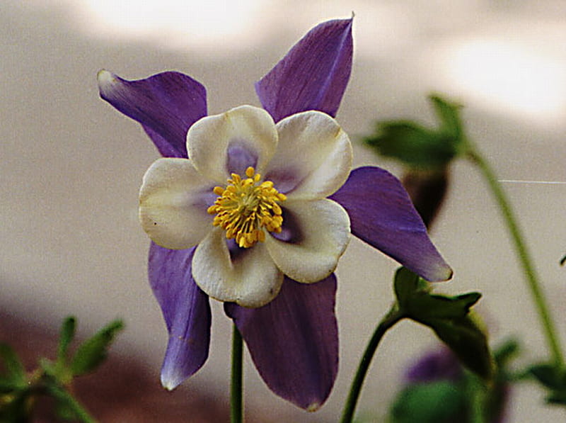 COLUMBINE, flower, white, purple, plant, HD wallpaper