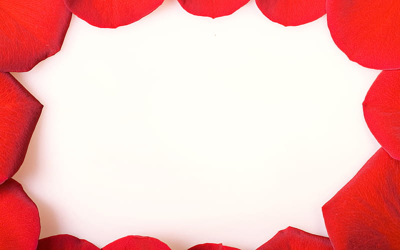 red roses petals frame white backgrounds, creative, petals frames, roses petals, HD wallpaper