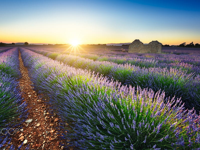 Sea of Lavenders, summer, nature, sunset, lavender, field, HD wallpaper