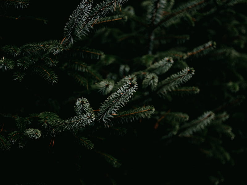 pine, branches, needles, plant, green, HD wallpaper
