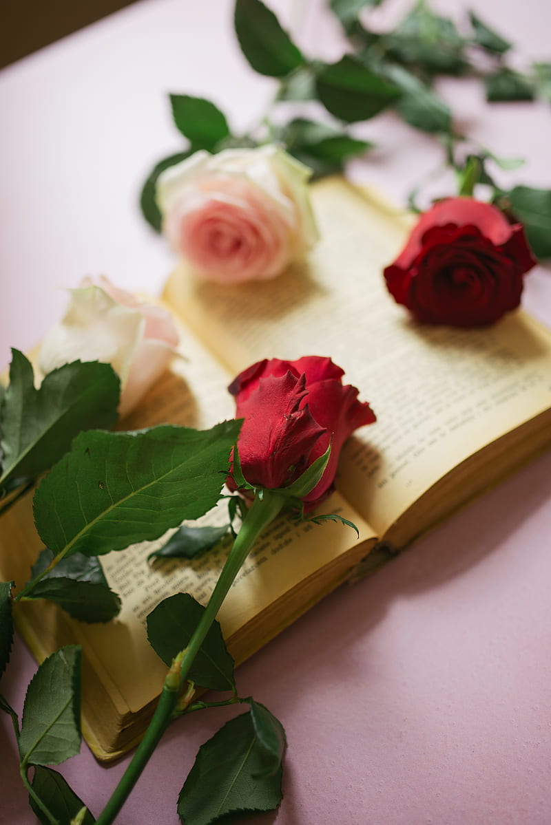 Roses, flowers, petals, book, pages, aesthetics, HD phone wallpaper ...