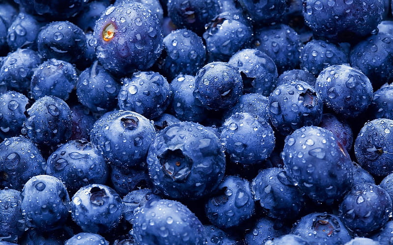 blueberries, berries, lots of blueberries, HD wallpaper