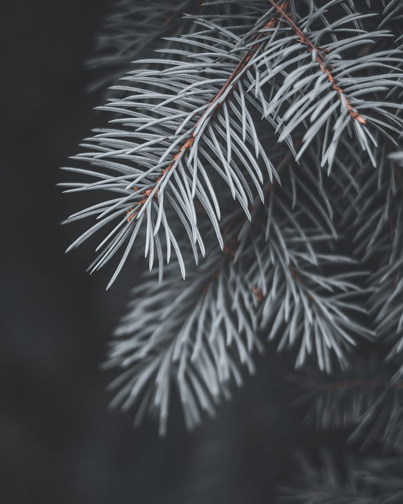 Spruce, branch, needles, macro, plant, HD phone wallpaper | Peakpx