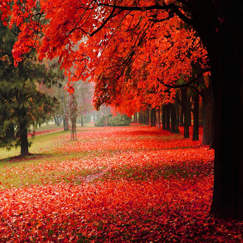Park autumn red, bonito, cute, look, nice, HD phone wallpaper