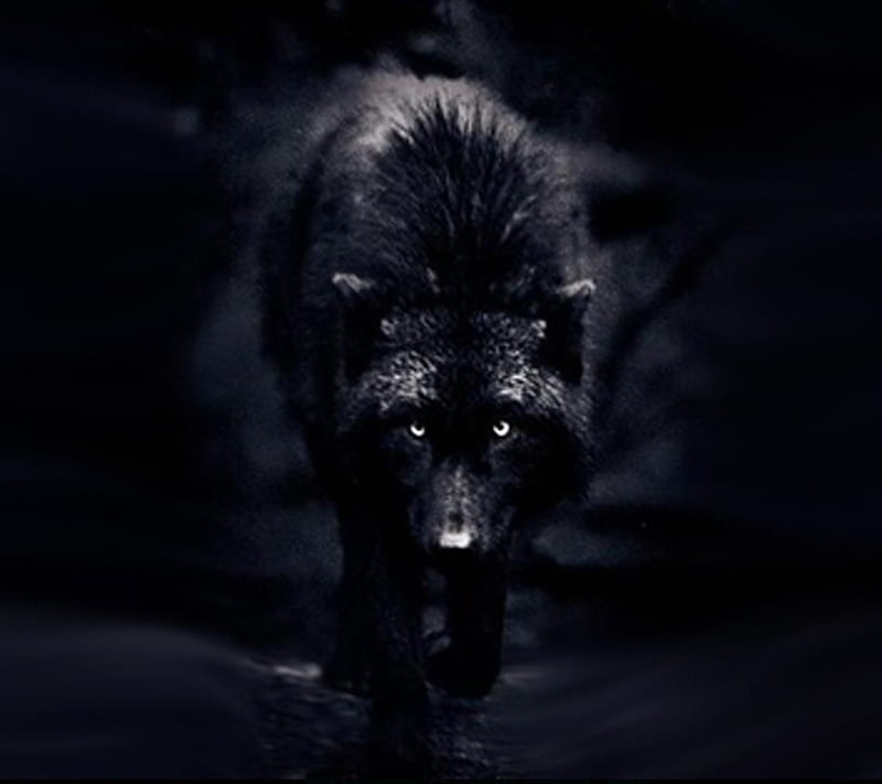 Wolf, animal, beauty, dark, samsung s3, stalking, HD wallpaper