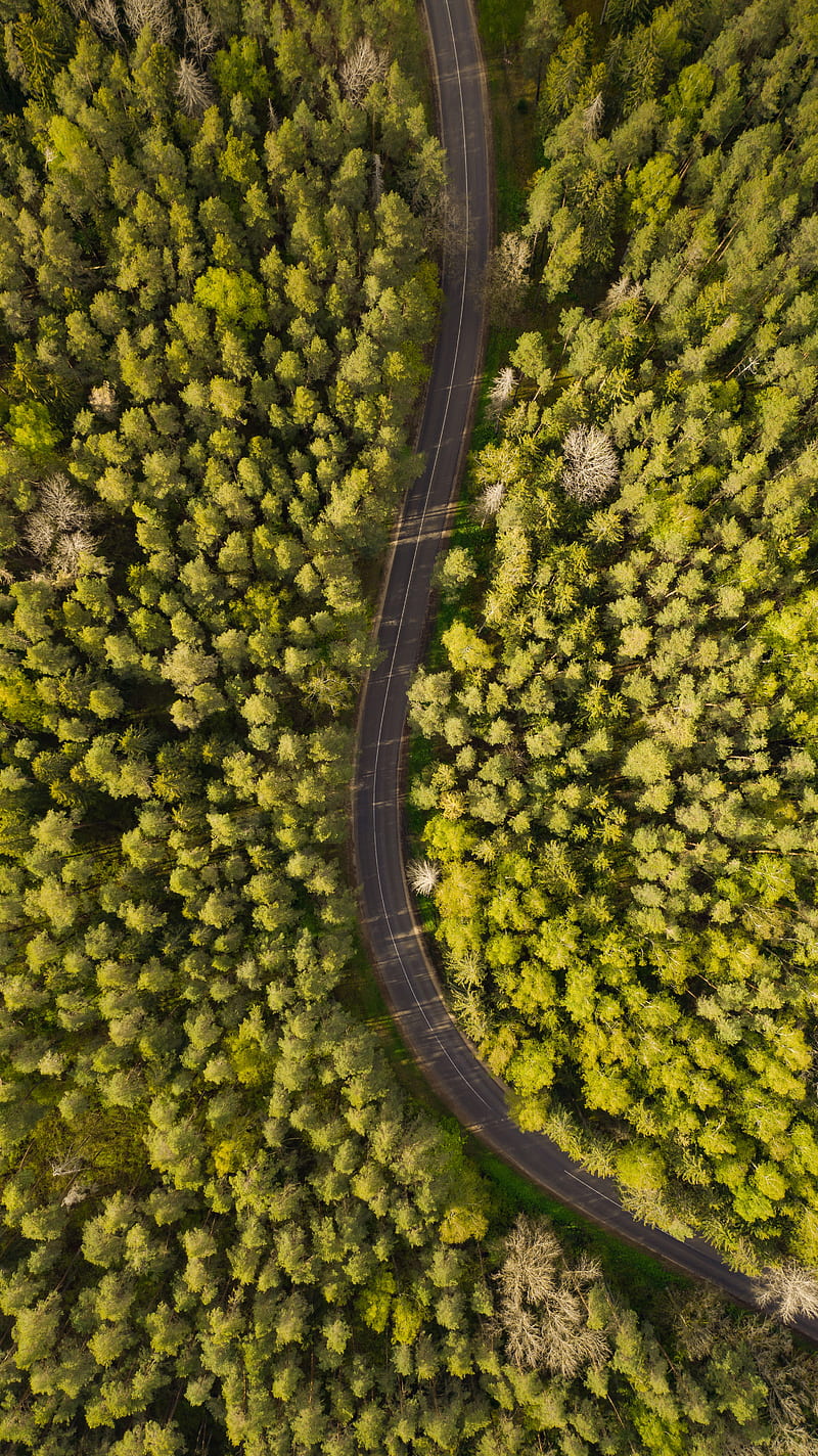 road, aerial view, trees, forest, winding, HD phone wallpaper