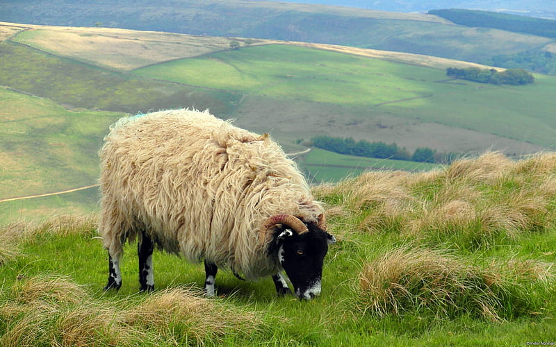 Sheep Peak District England-Windows 8 Theme, HD wallpaper