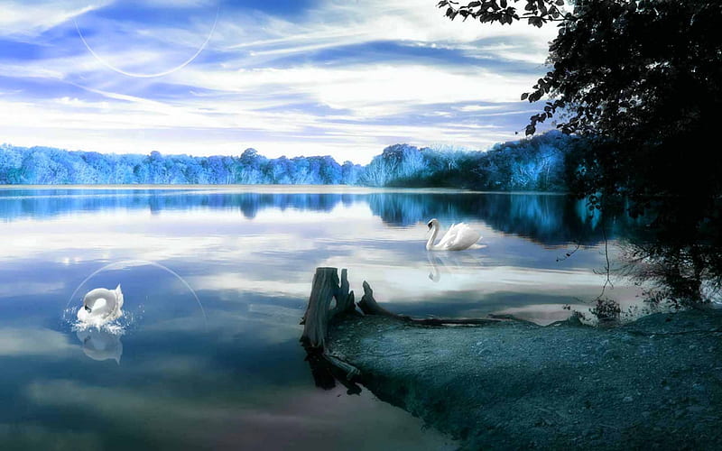 The Riverbank, riverbank, fantasy, swan, blue, HD wallpaper | Peakpx