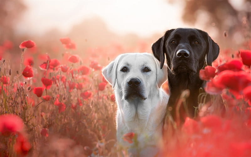 white labrador, retrievers, black retriever, cute dogs, pets, red wildflowers, labradors, HD wallpaper
